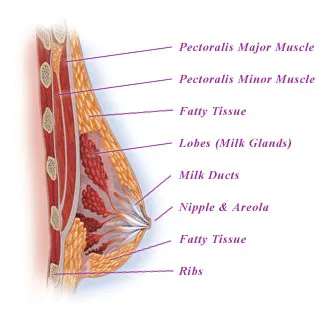 Breast diagram with breast components indicated